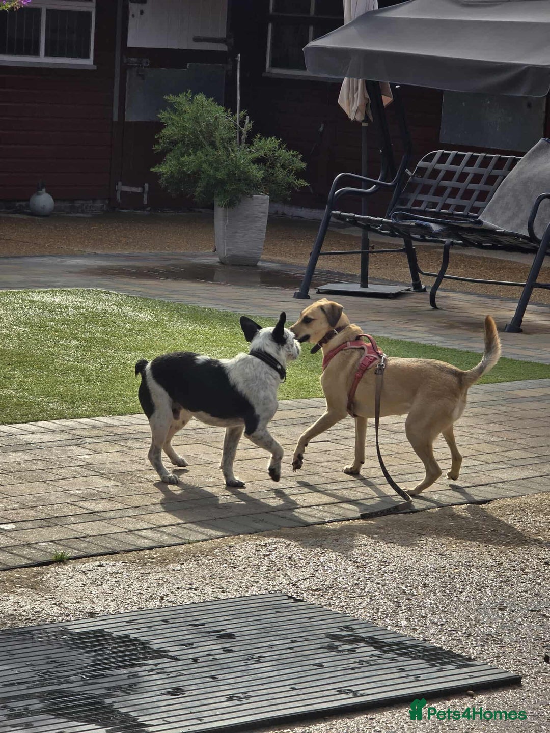 Mixed Breed dogs for adoption: Hermina looking for her home in Salisbury - Image 15