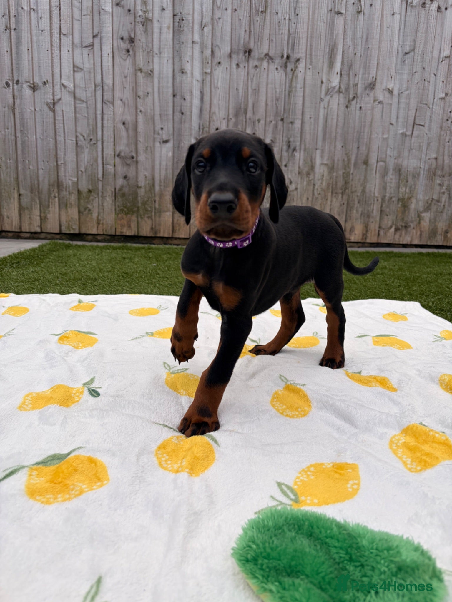 Dobermann dogs 🏡Viewings Available Now | KC Registered Dobermans - Advert 1