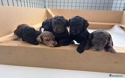 Miniature Poodle dogs for sale: Miniature poodles REDUCED READY TO LEAVE NOW  - Image 21