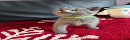 British Shorthair cats for sale: Beautiful British Shorthair kittens - Advert 28