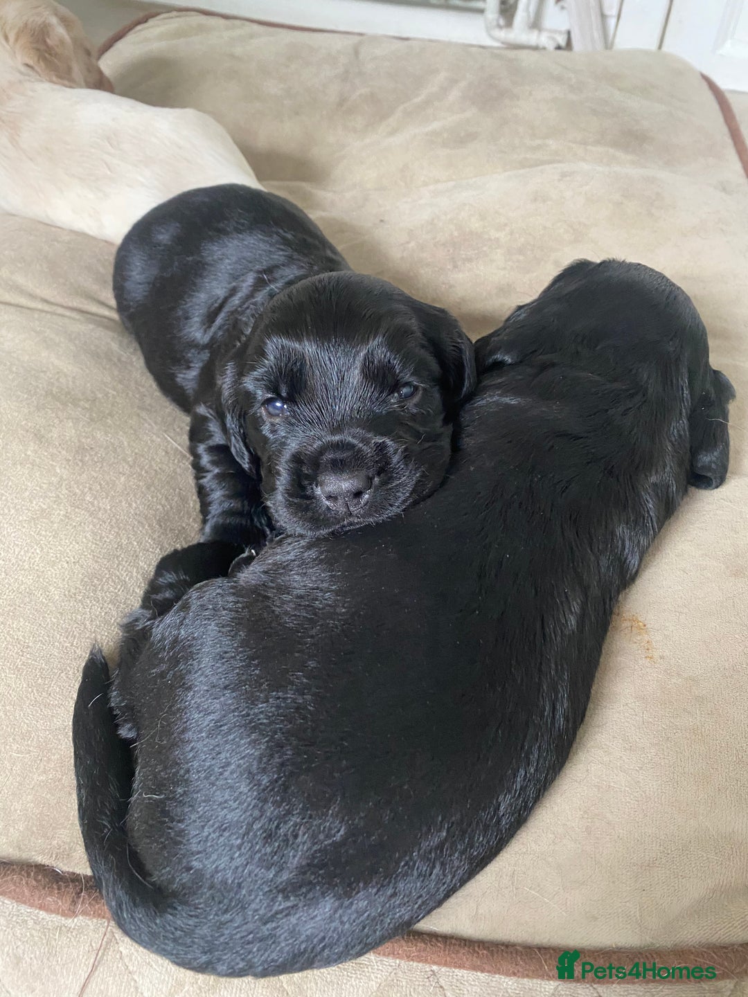 Cocker Spaniel dogs for sale: Sky's beautiful cocker spaniel puppies- 1 boy left - Image 2