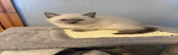 Ragdoll cats for sale: RAGDOLL X SNOWSHOE KITTENS - Advert 11