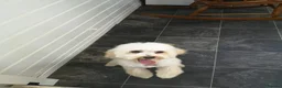 Toy Poodle dogs for sale: Extensively Health-Tested Female Toy Poodle Puppy - Advert 4