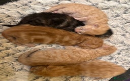 Maine Coon cats for sale: Gorgeous Maine coone kittens  - Image 14