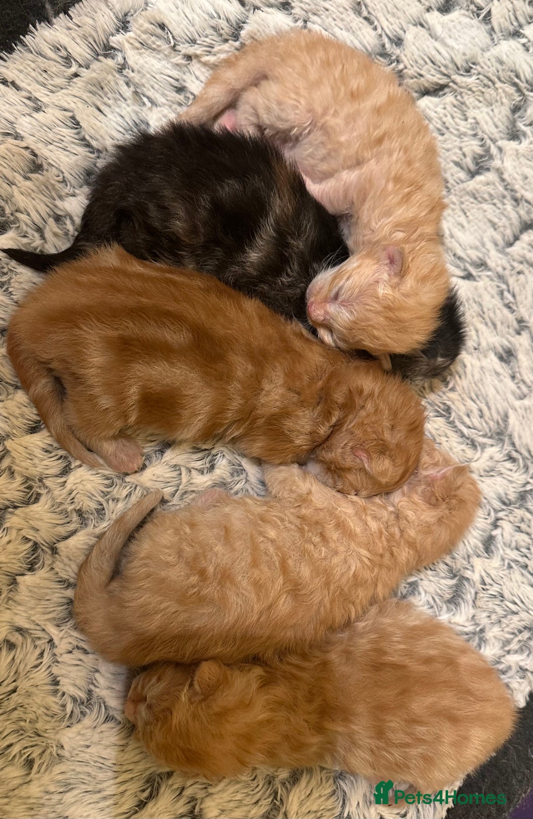 Maine Coon cats for sale: Gorgeous Maine coone kittens  - Image 14