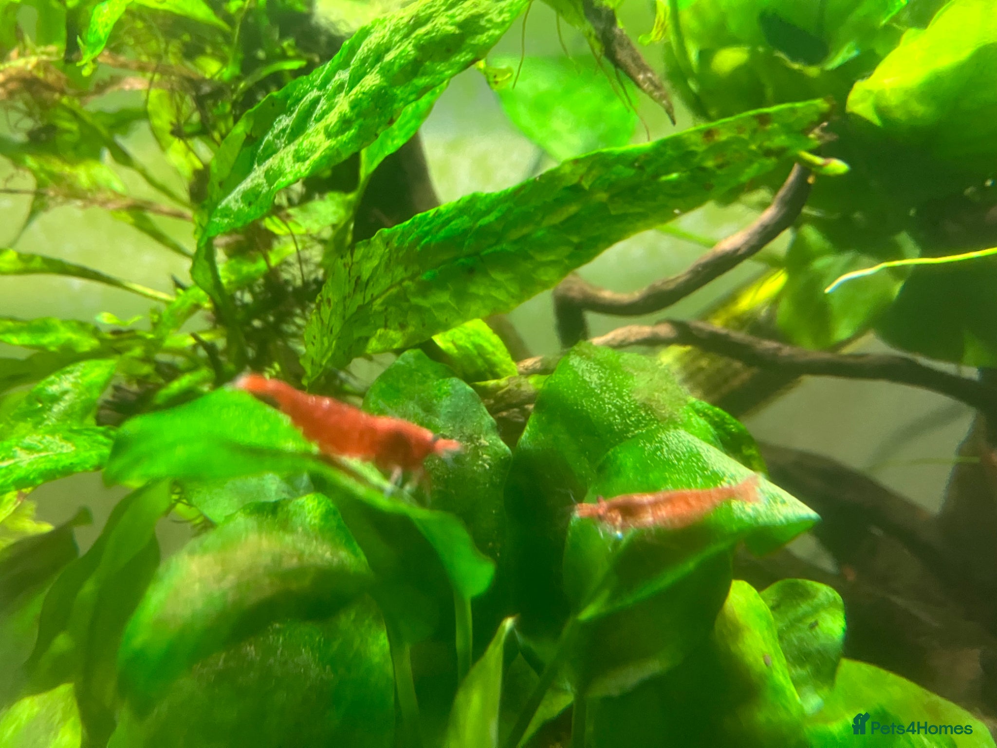Shrimps fish Cherry Shrimp for Sale £1 each - Advert 2