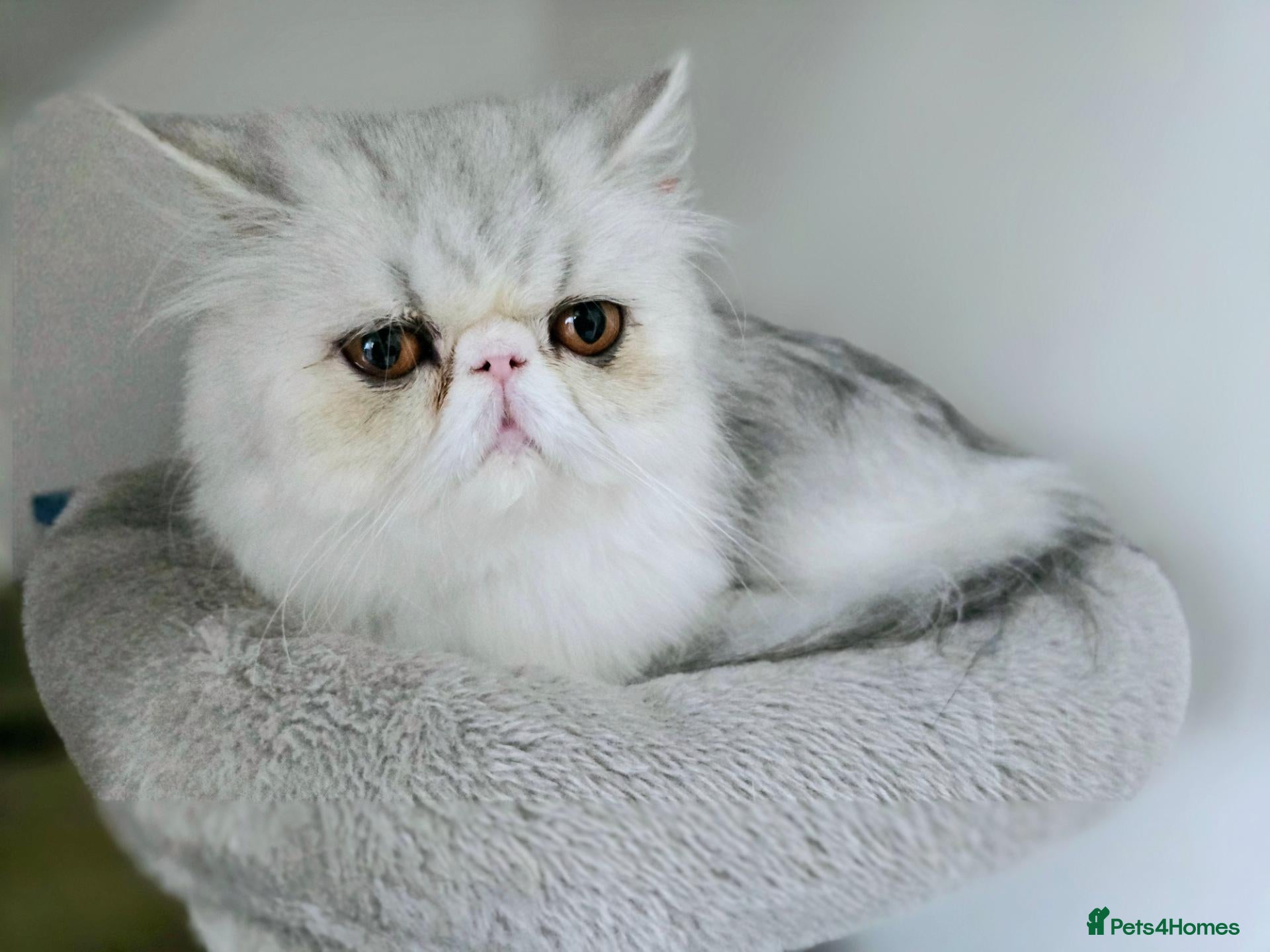 Persian cats Persian Breeder Cat Silver-Mackerel Tabby Reg - Advert 11