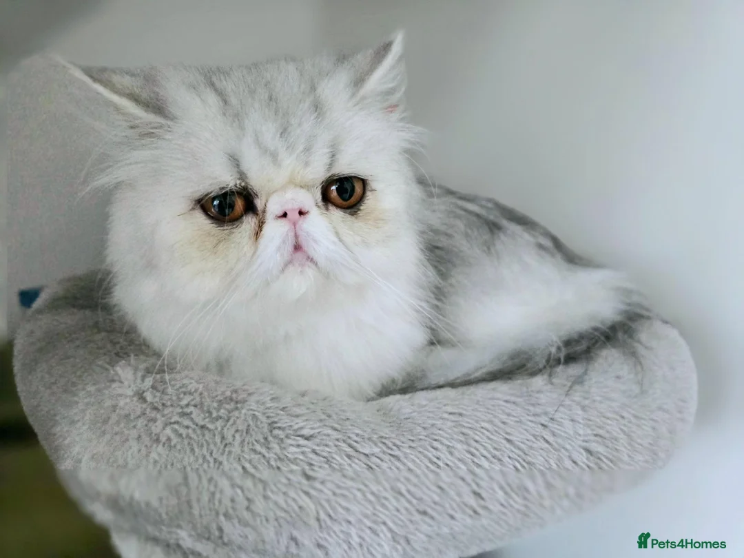 Persian cats for sale: Female Breeder Persian Cat Silver Tabby - GCCF - Advert 1