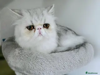 Persian cats Persian Breeder Cat Silver-Mackerel Tabby Reg - Advert 11