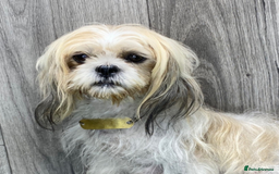 Shih Tzu dogs for sale: Adorable Shih Tzu Puppies – Ready for Loving Homes - Image 15
