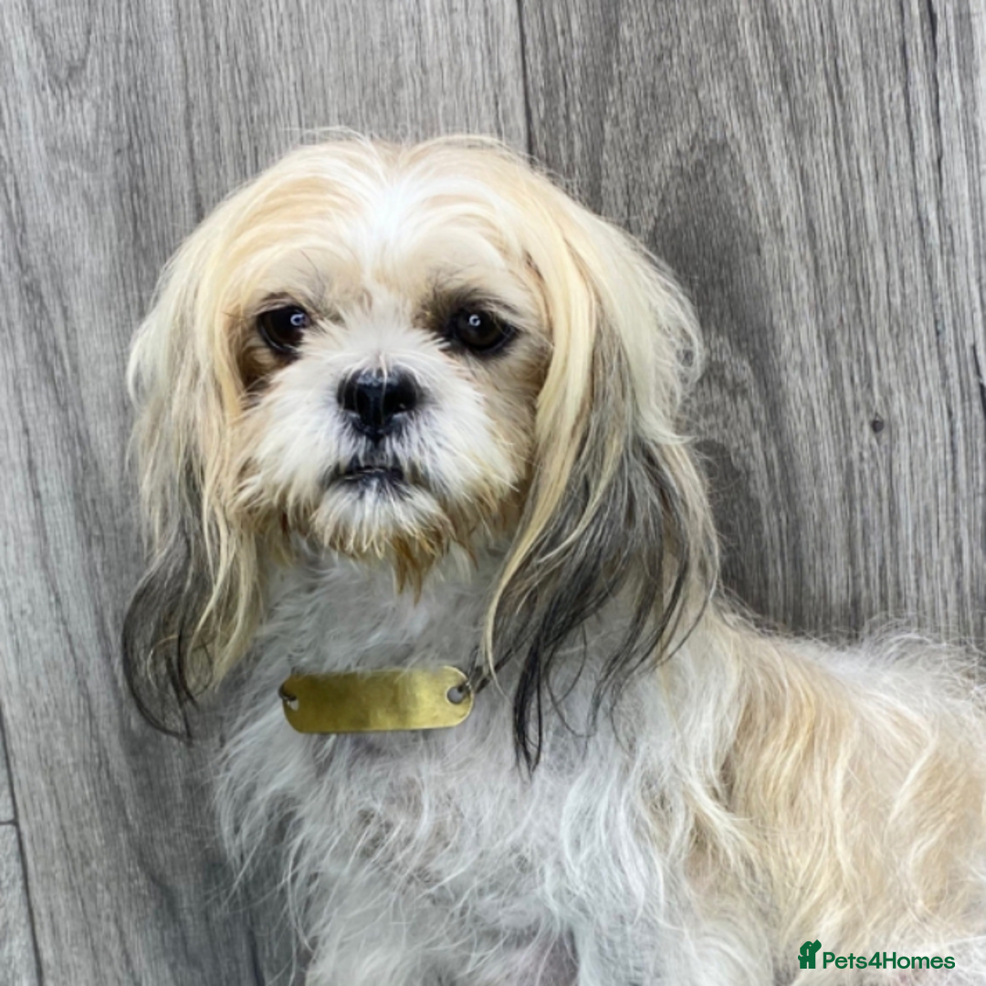 Shih Tzu dogs for sale: Adorable Shih Tzu Puppies – Ready for Loving Homes - Image 15