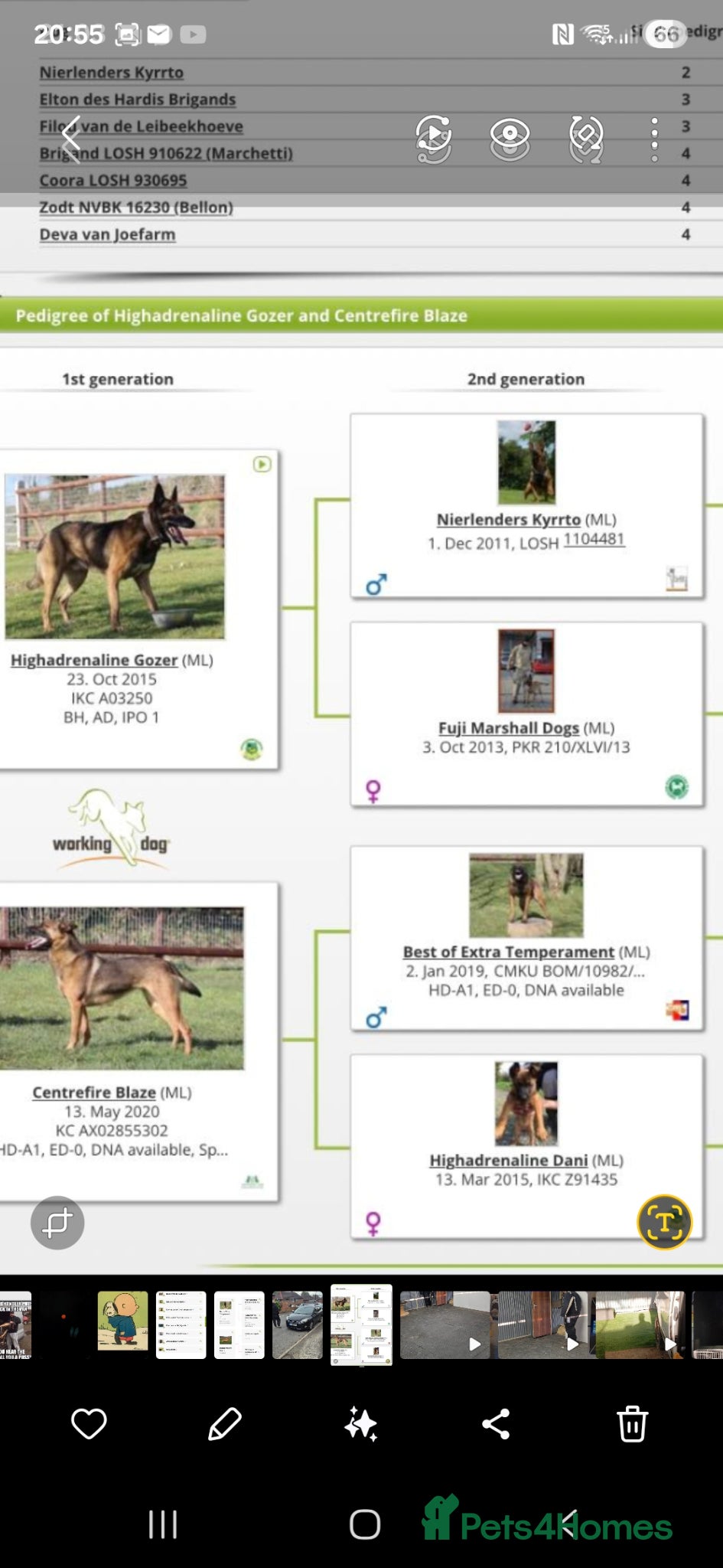 Belgian Shepherd Dog dogs Ringsport fci malinois x knpv dutch shepard - Advert 5