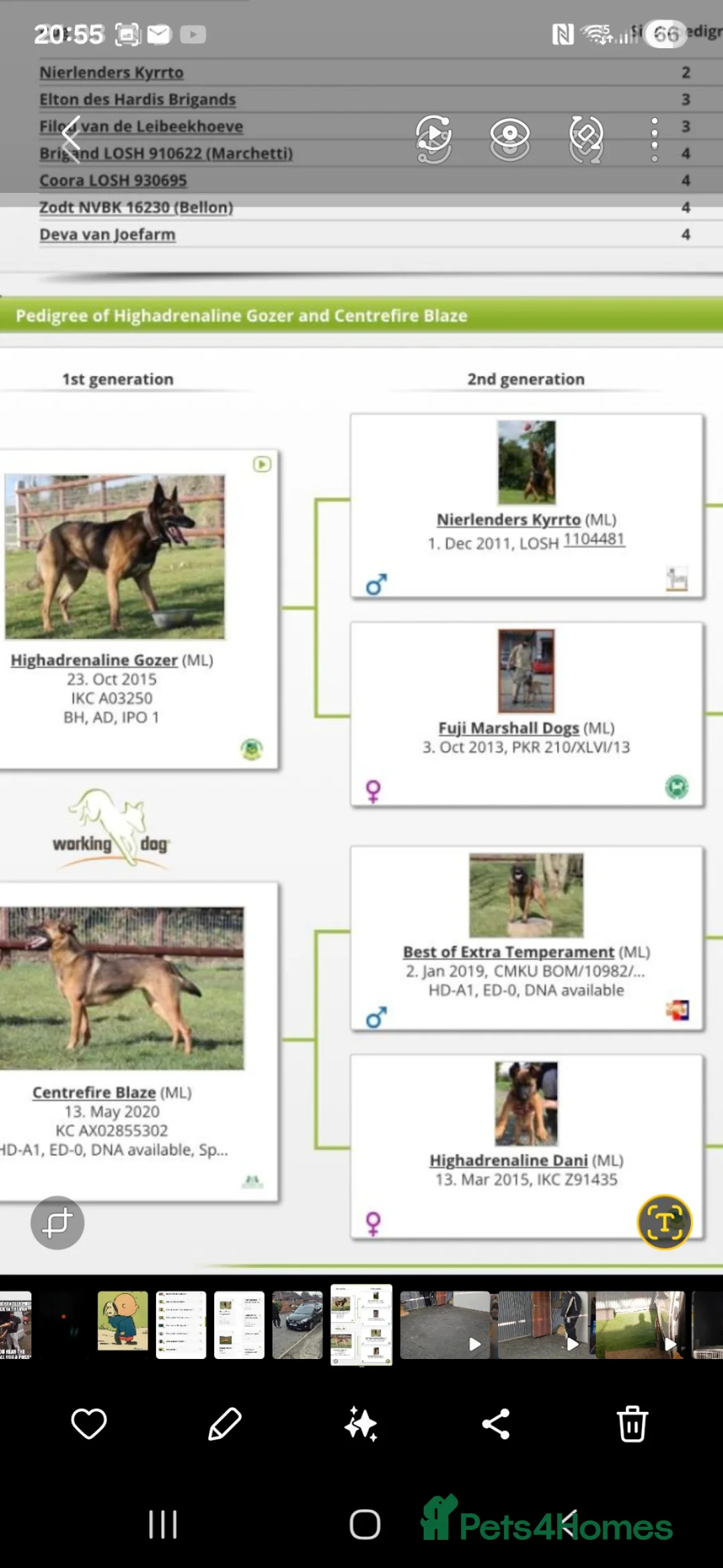 Belgian Shepherd Dog dogs for sale: Ringsport fci malinois x knpv dutch shepard - Advert 1