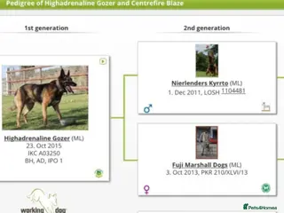 Belgian Shepherd Dog dogs Ringsport fci malinois x knpv dutch shepard - Advert 6