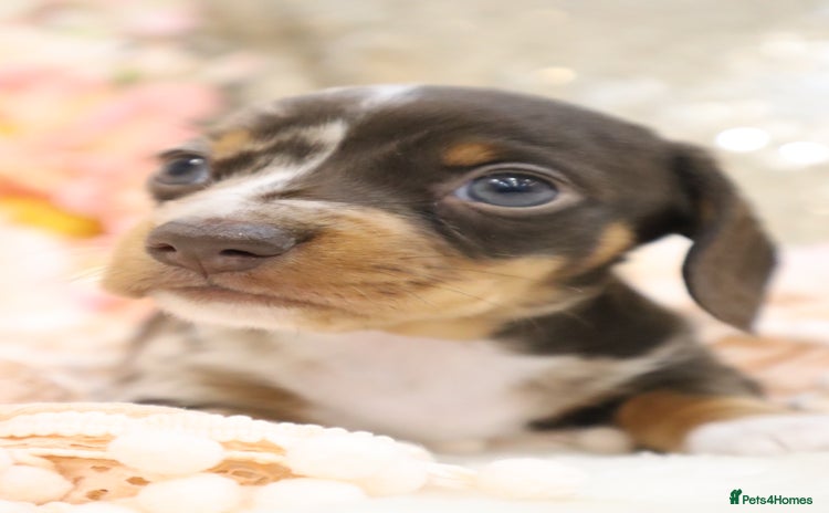 Miniature Dachshund dogs - Advert 10