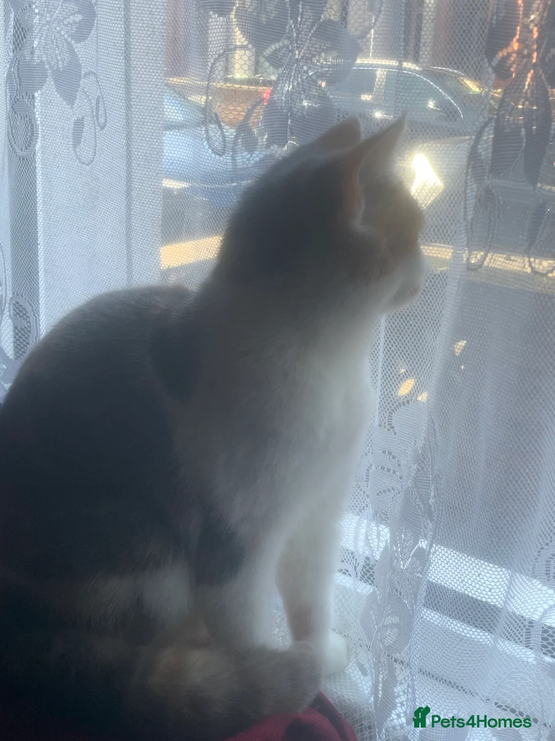 British Shorthair cats for sale: Cats for  - Advert 4