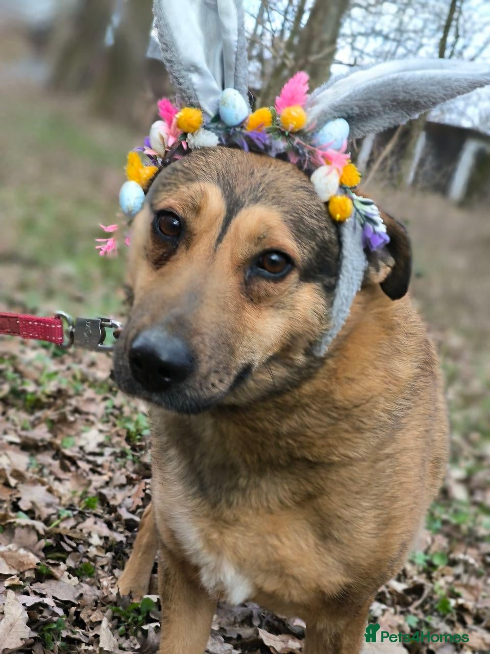 Mixed Breed dogs ❤️LUCY ❤️-If Love Had a Name - Advert 2