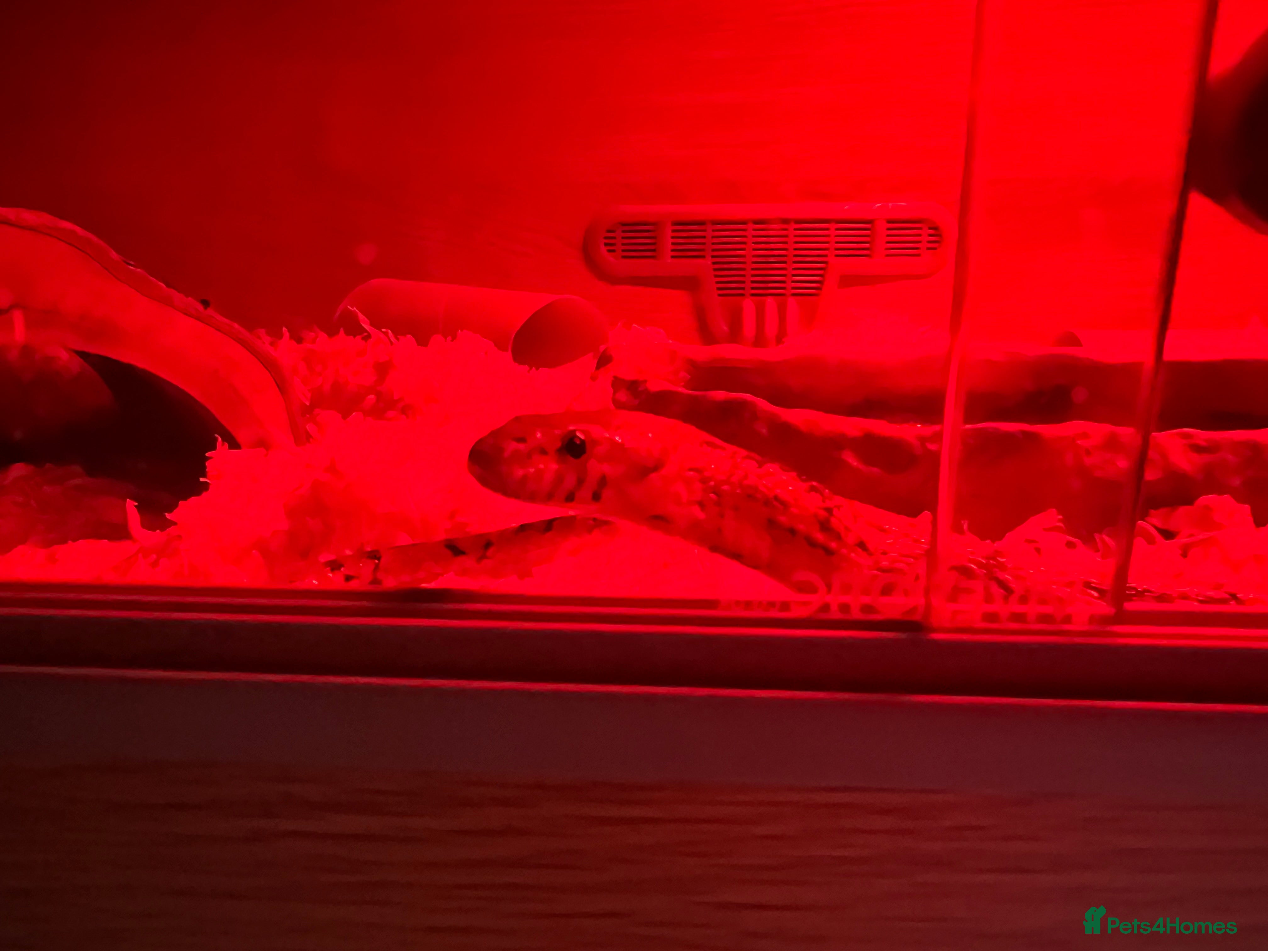 Corn Snake reptiles 5yr old Corn Snake - Advert 1