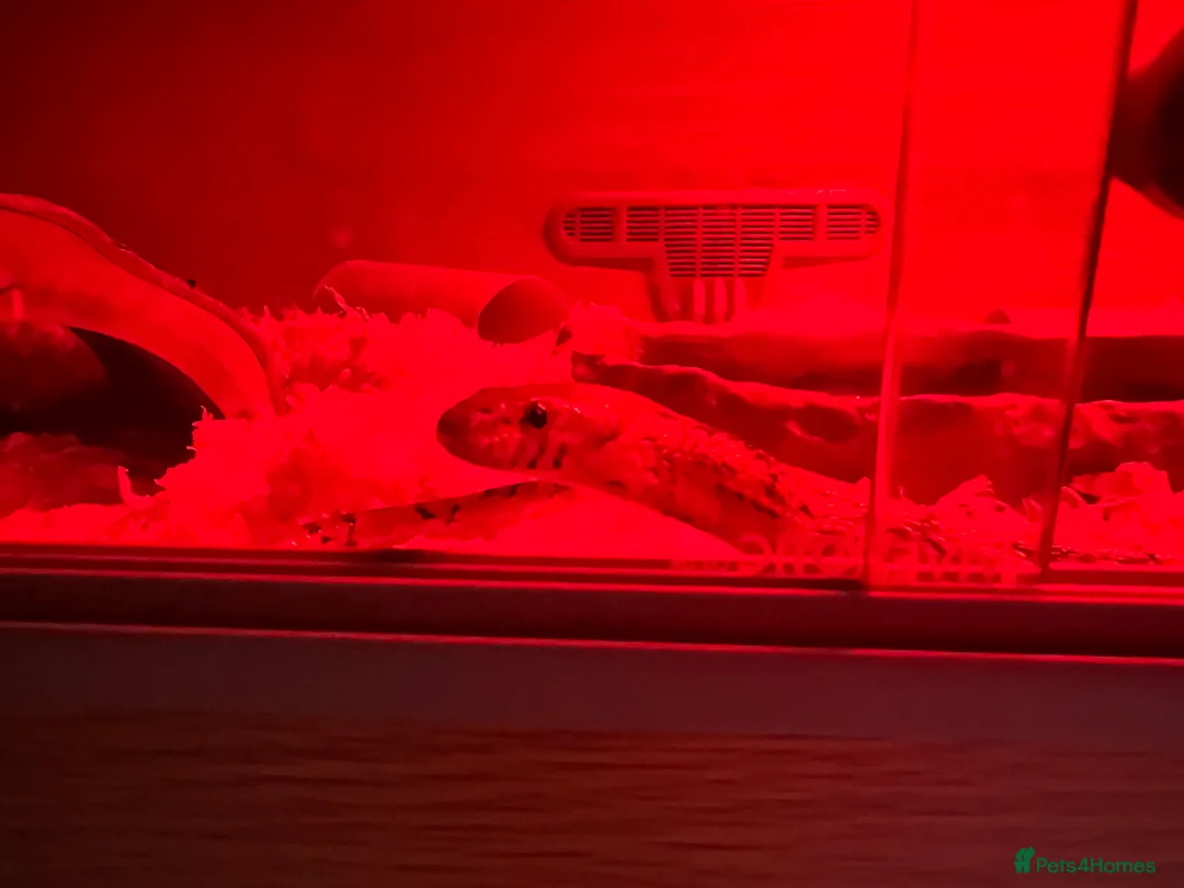 Corn Snake reptiles for sale: 4yr old Normal Corn Snake - Advert 1