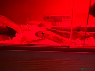 Corn Snake reptiles 5yr old Corn Snake - Advert 1