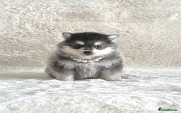 Pomsky dogs for sale: perfect husky markings Pomsky puppies for sale - Image 5