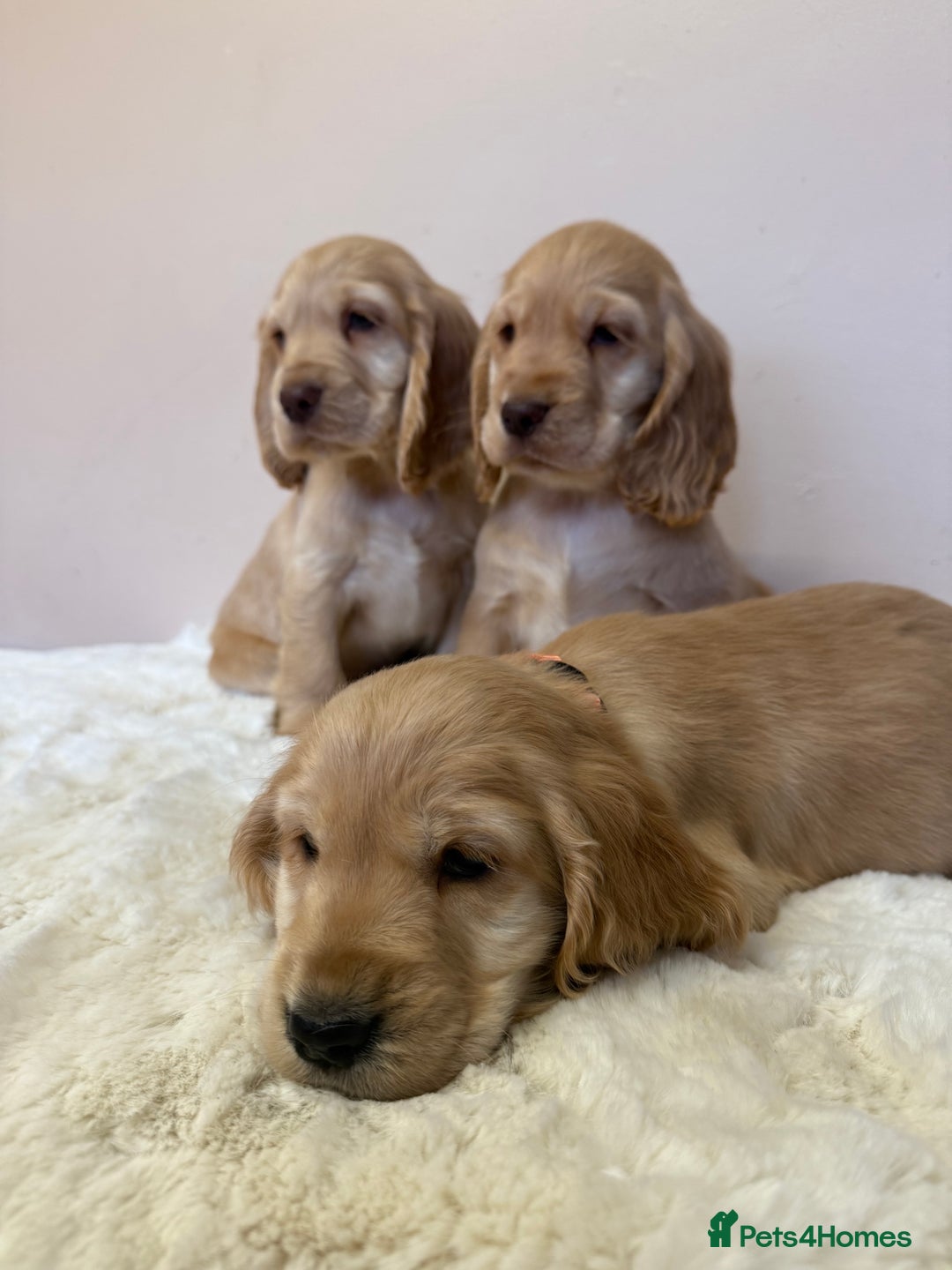 Cocker Spaniel dogs for sale: Golden Cocker Spaniel Puppies - Advert 2