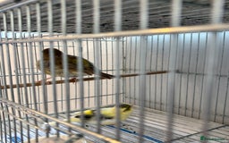 Canaries birds for sale: Canary - Image 4