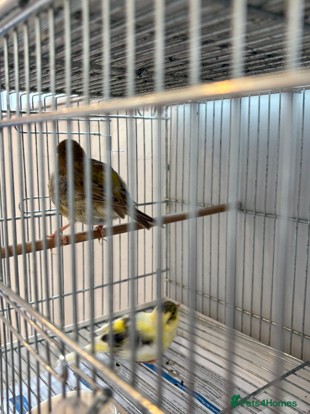 Canaries birds for sale: Canary - Image 4