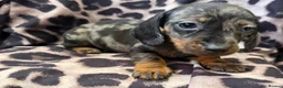 Miniature Dachshund dogs for sale: Miniature Dachsund puppies 3 boys 1 girl  - Advert 22
