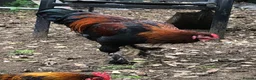 Chickens poultry for sale: Aseel / Cross Cockerel hatched 2026 - Advert 5