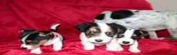 Jack Russell dogs for sale: Five beautiful Jack Russell's - Advert 14