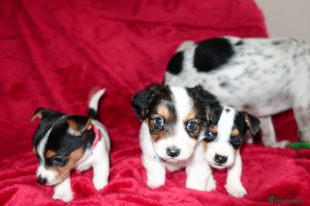 Jack Russell dogs for sale: Five beautiful Jack Russell's - Advert 14