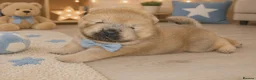 Chow Chow dogs for stud: Cream KC Chow Chow - 100% Proven Stud - Advert 6