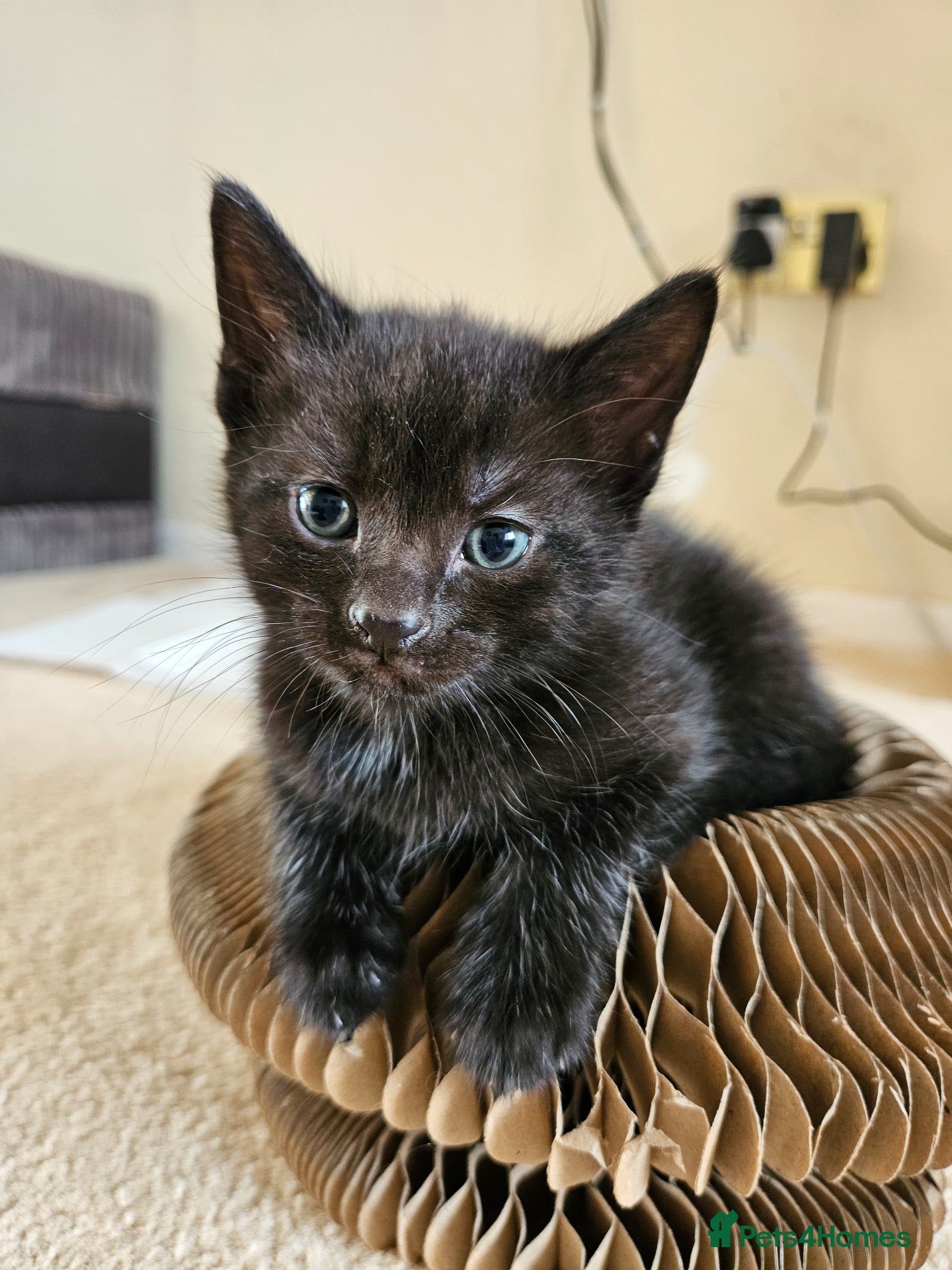 Mixed Breed cats Blue eyed Ragamese mix kittens Black & Tabby - Advert 1
