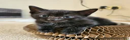 Mixed Breed cats for sale: Ready 4 days black boy kitten Siamese ragdoll mix  - Advert 7