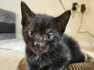 Mixed Breed cats Blue eyed Ragamese mix kittens Black & Tabby - Advert 1