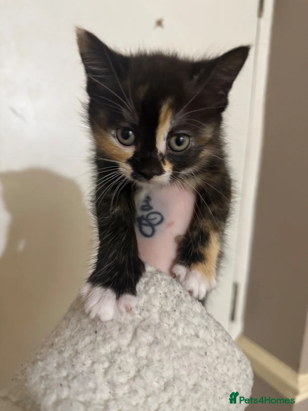 Mixed Breed cats for sale: Beautiful tabby mixed kittens in Hyde - Advert 9