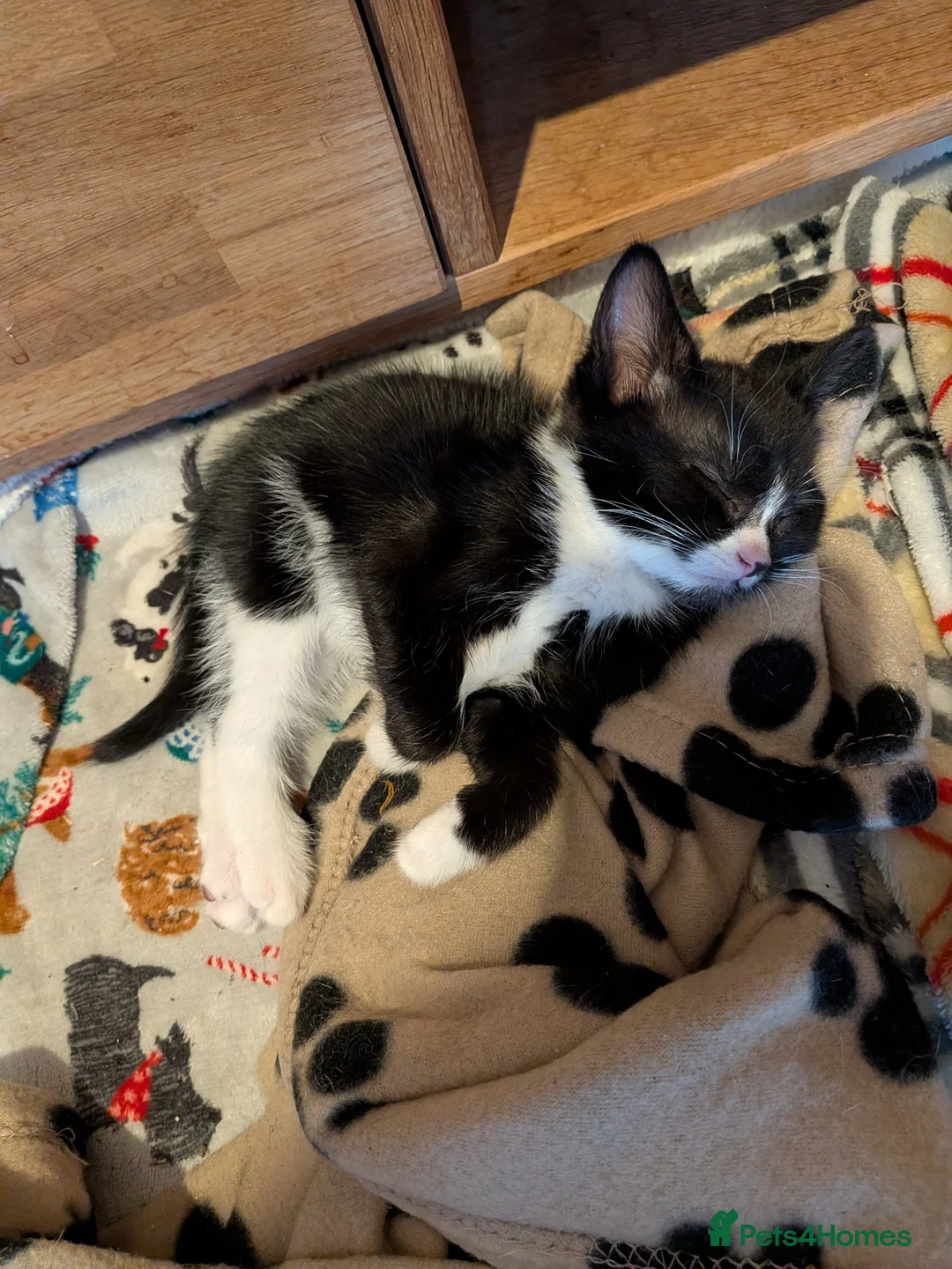 Mixed Breed cats for sale: Male kitten - Advert 2
