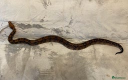 Boa Snake reptiles for sale: Baby Boa Constrictor  - Image 5