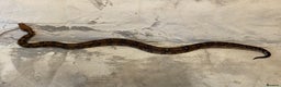 Boa Snake reptiles for sale: Baby Boa Constrictor  - Advert 5