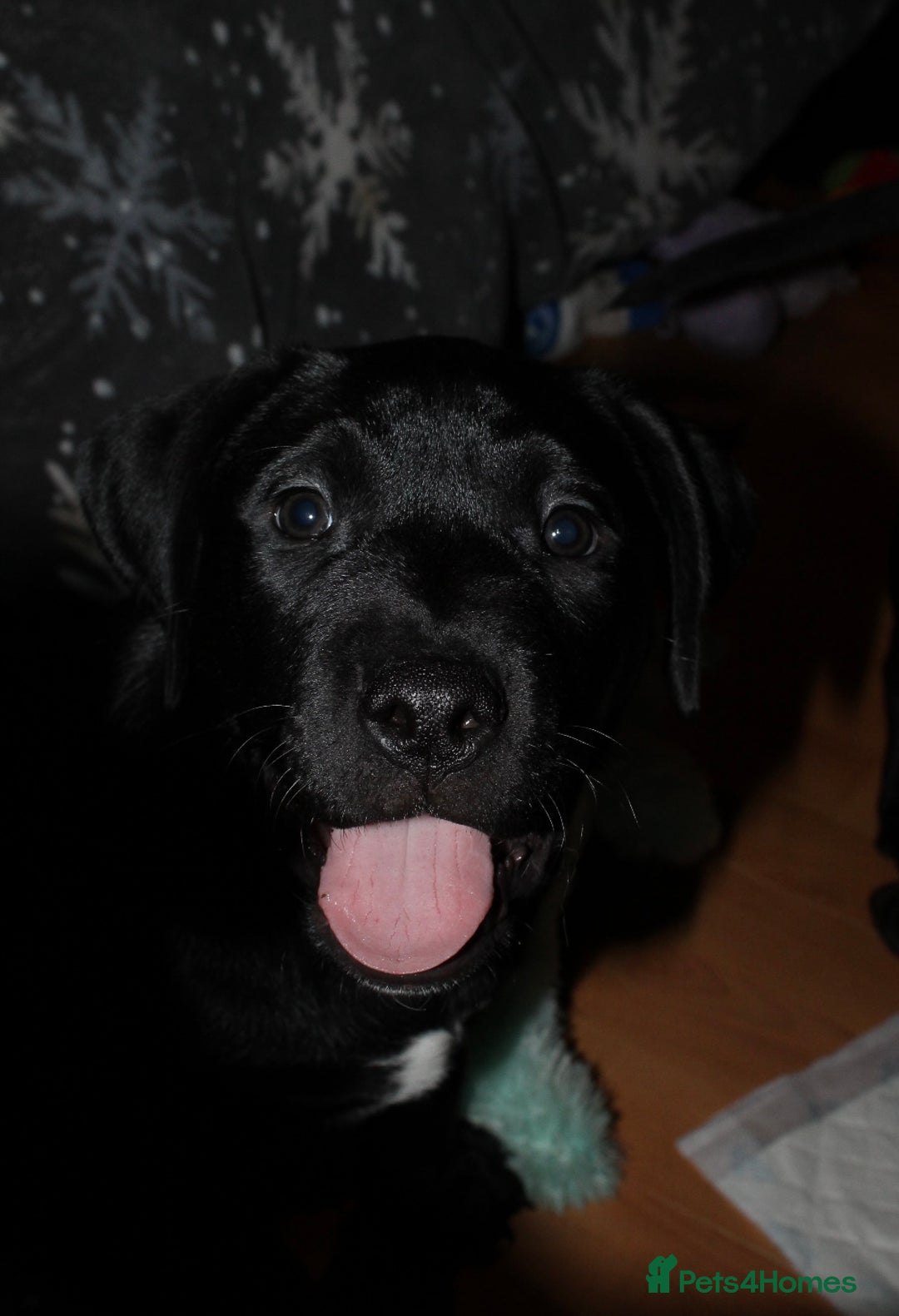 Mixed Breed dogs for sale: Labrador X pups 2 girls left !  - Advert 9