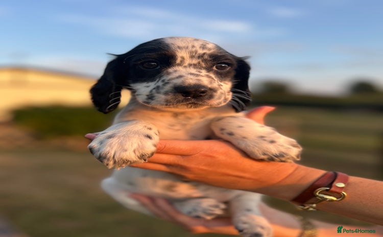 Cocker Spaniel dogs - Advert 12