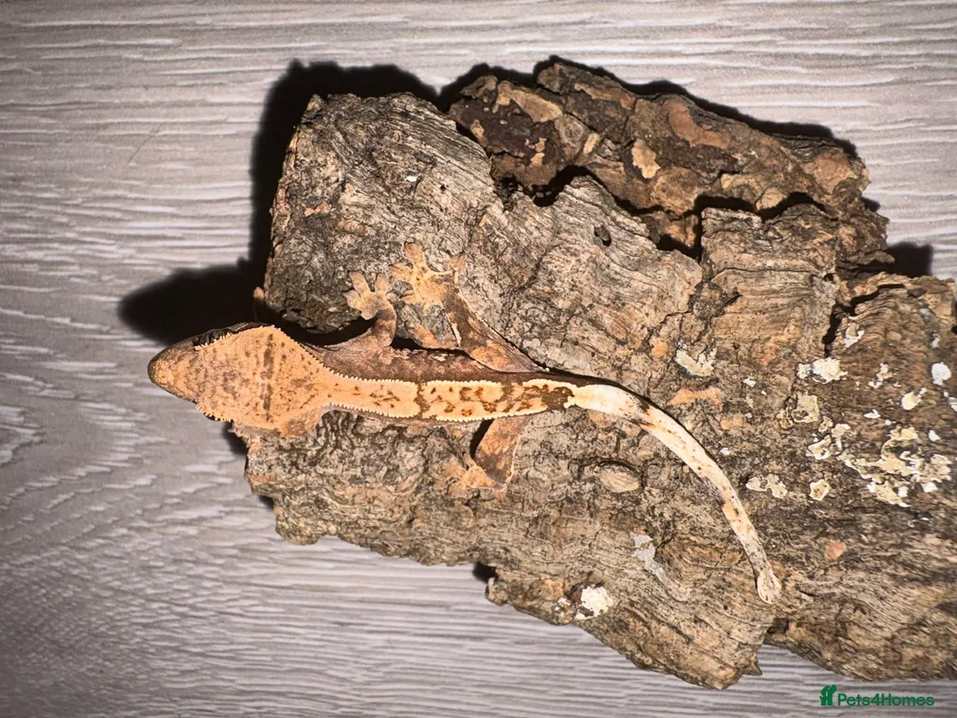 Gecko reptiles for sale: Crested gecko for sale  - Advert 2