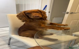Cocker Spaniel dogs for stud: Beautiful unproven working cocker for stud  - Image 6