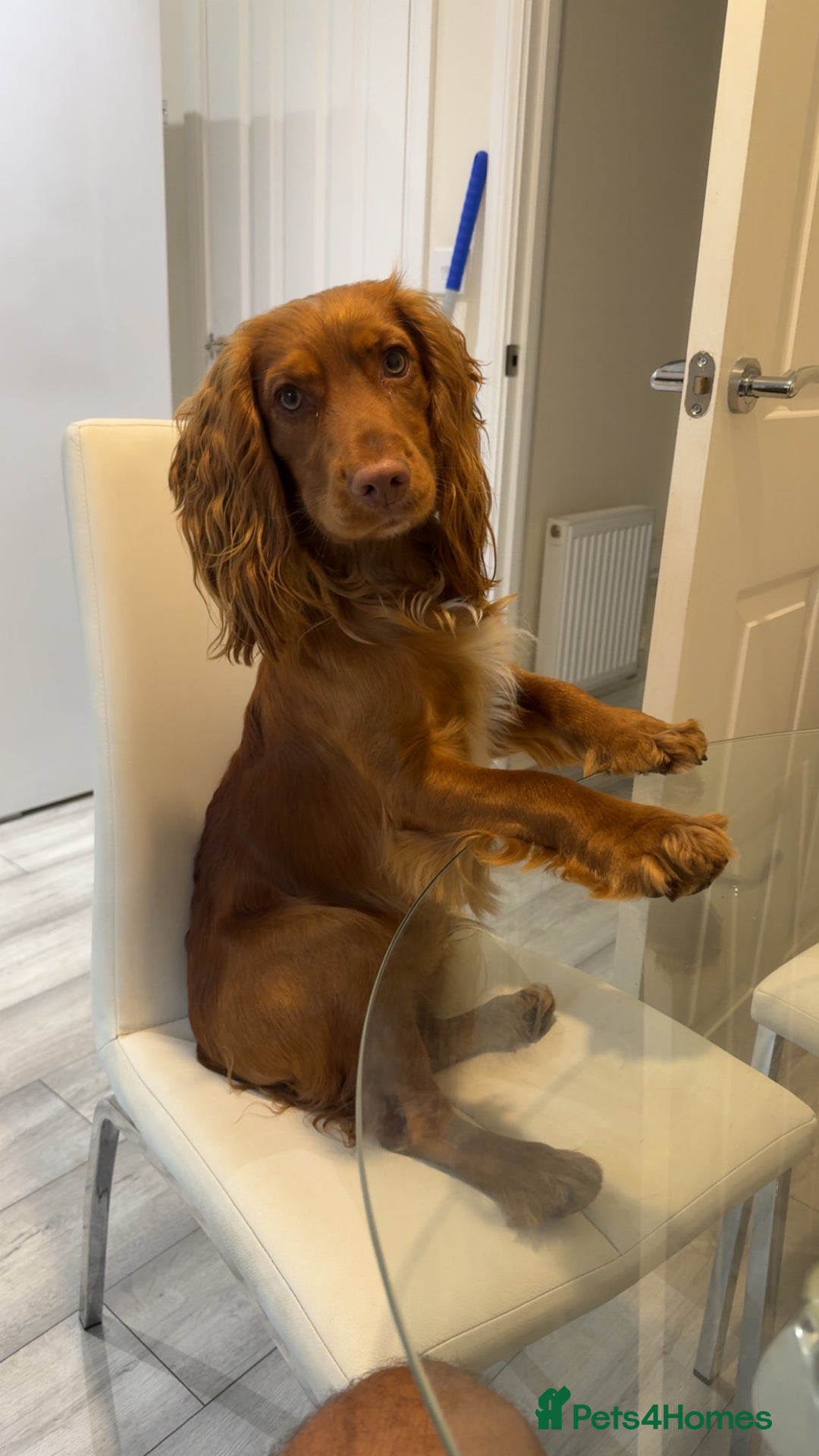 Cocker Spaniel dogs for stud: Beautiful unproven working cocker for stud  - Image 6