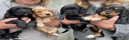 Cocker Spaniel dogs for sale: Golden Cocker spaniel boy KC reg - Ready to leave - Advert 4