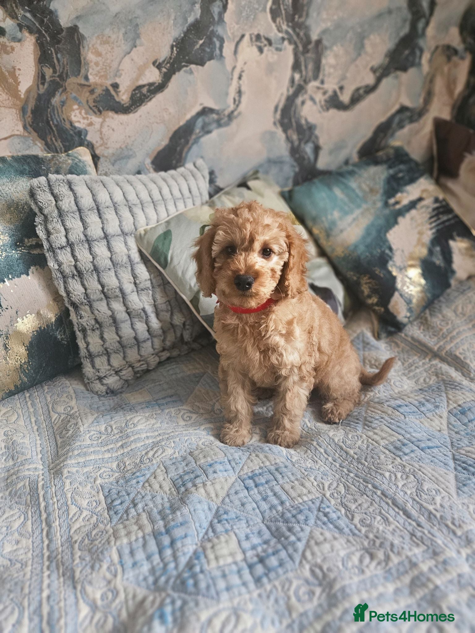 Cockapoo dogs Cockapoo  - Advert 3