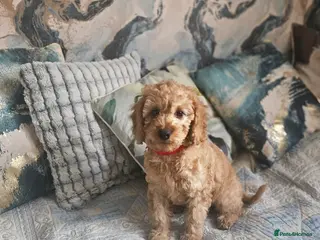 Cockapoo dogs Cockapoo - Advert 3
