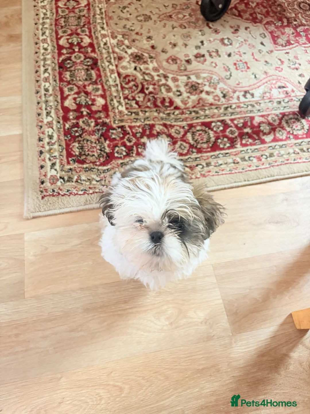 Shih Tzu dogs for sale: Miniature Shih Zu - Advert 4
