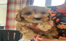 Cavapoo dogs for sale: Cavapoo puppies  - Image 20